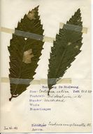 Image of <i>Tischeria ekebladella</i> Bjerkander 1795