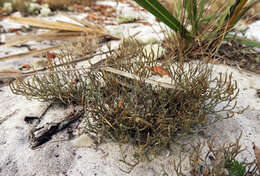 Image de Selaginella arenicola Underw.