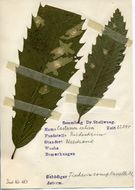 Image of <i>Tischeria ekebladella</i> Bjerkander 1795