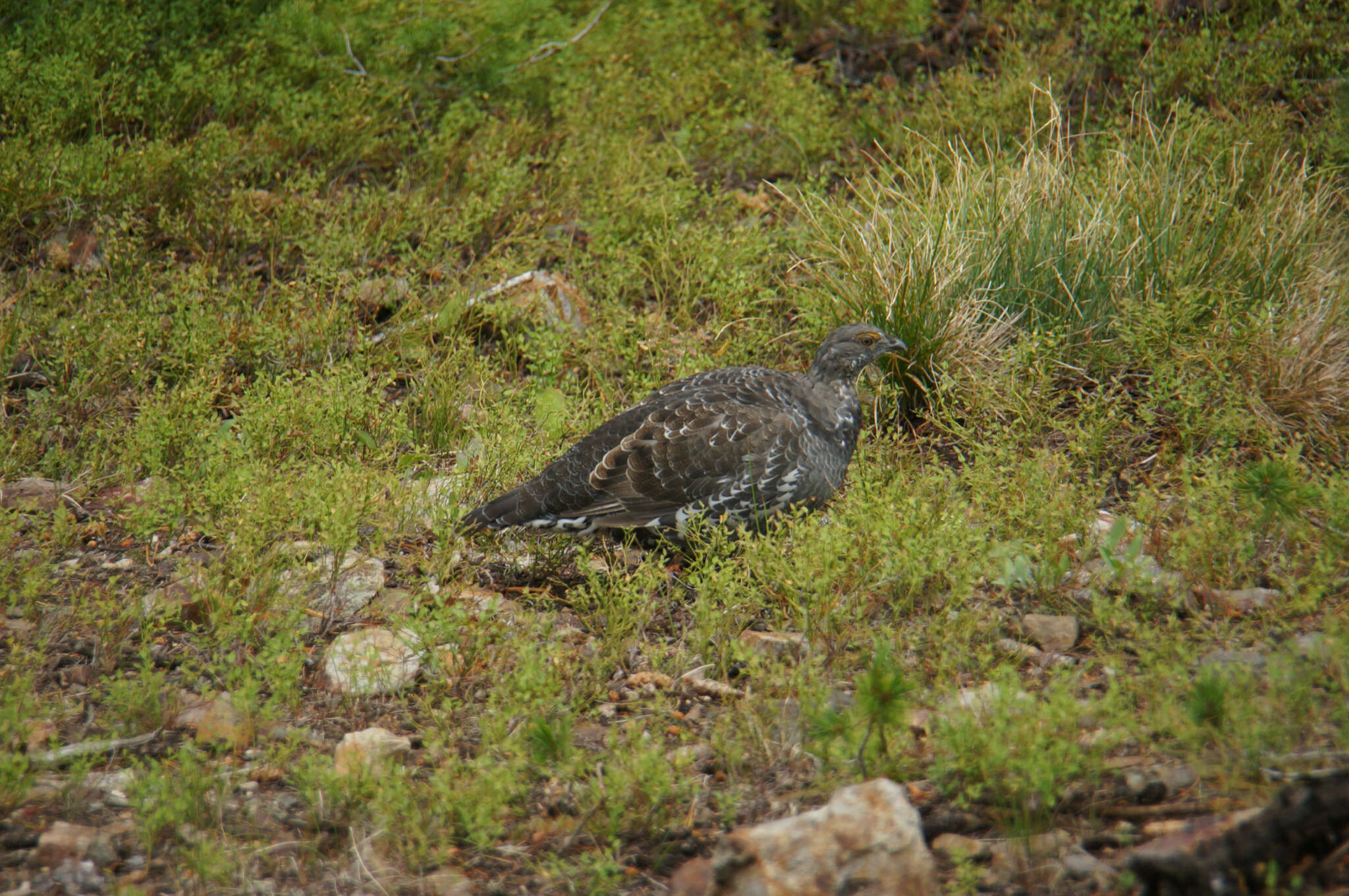 Image of Dusky Grouse