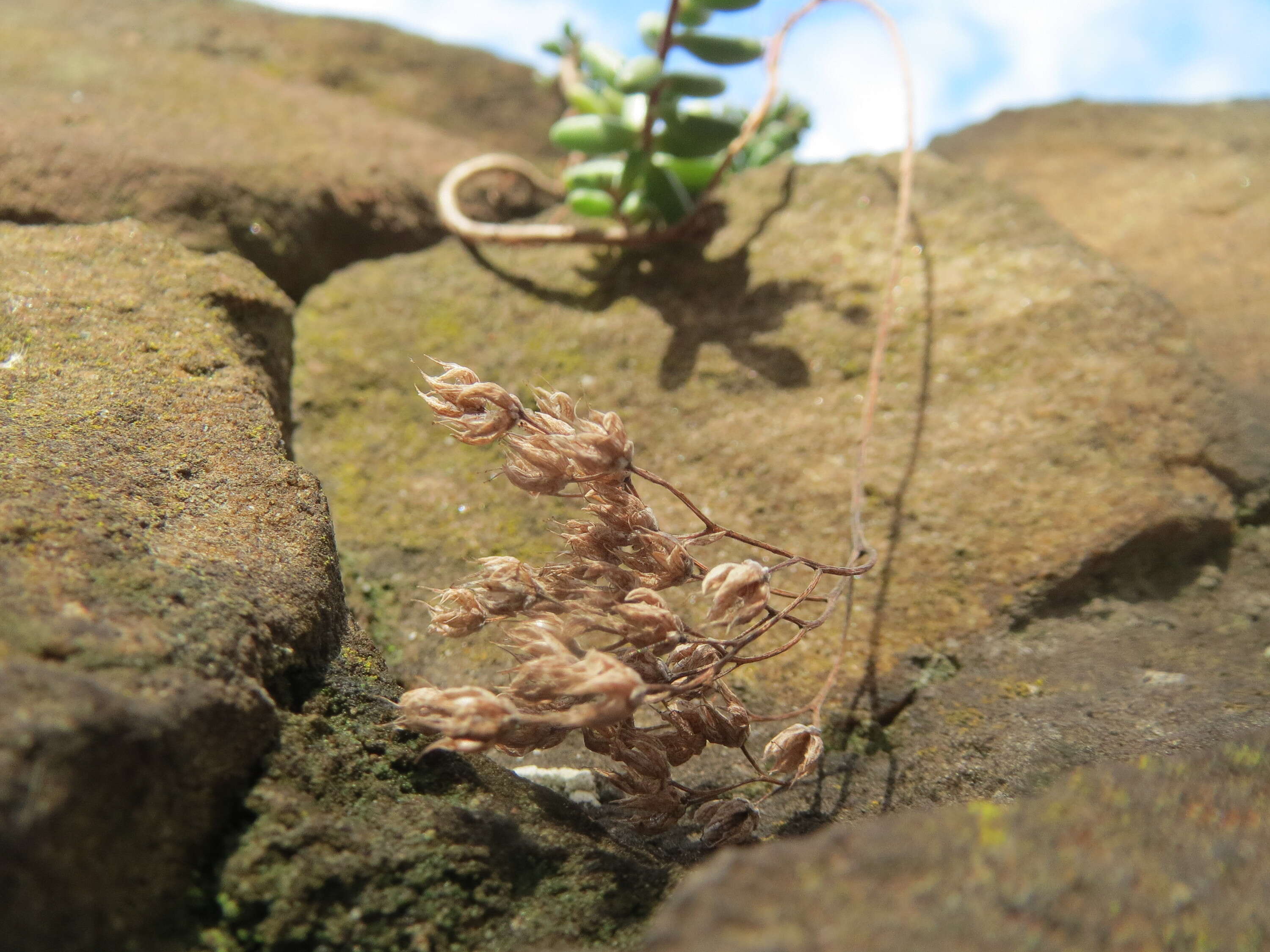 Image of White Stonecrop