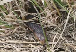 Image of Lowland copperhead