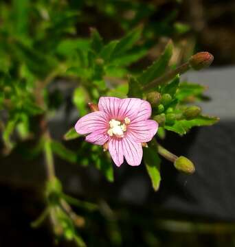 Imagem de Epilobium lamyi F. W. Schultz