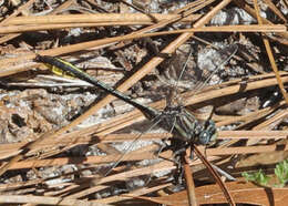 Image of Phanogomphus cavillaris (Needham 1902)