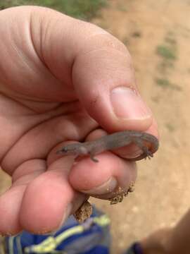 صورة Sphaerodactylus leonardovaldesi Mccranie & Hedges 2012