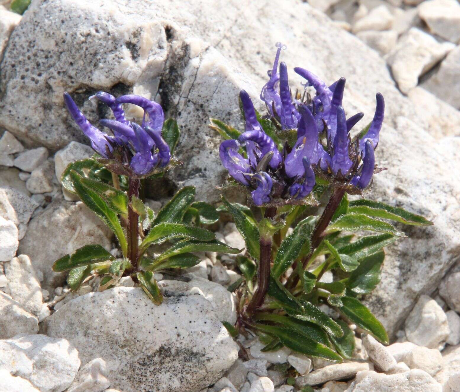 Image of Horned Rampion