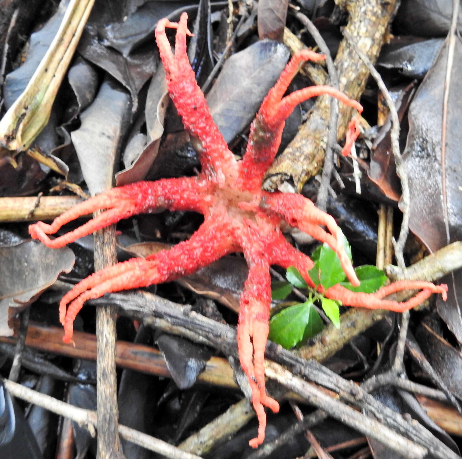 Image of octopus stinkhorn