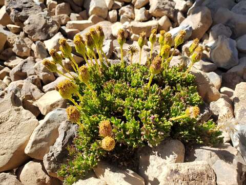 Image of Senecio crithmoides Hook. & Arn.