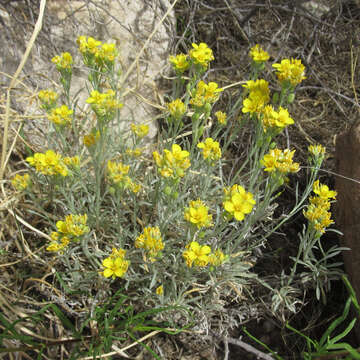 Image of Fendler's bladderpod