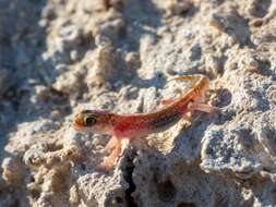 Image of Austen Thick-toed Gecko