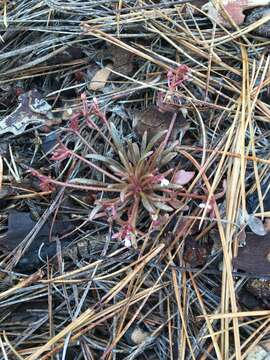 Image of streambank springbeauty