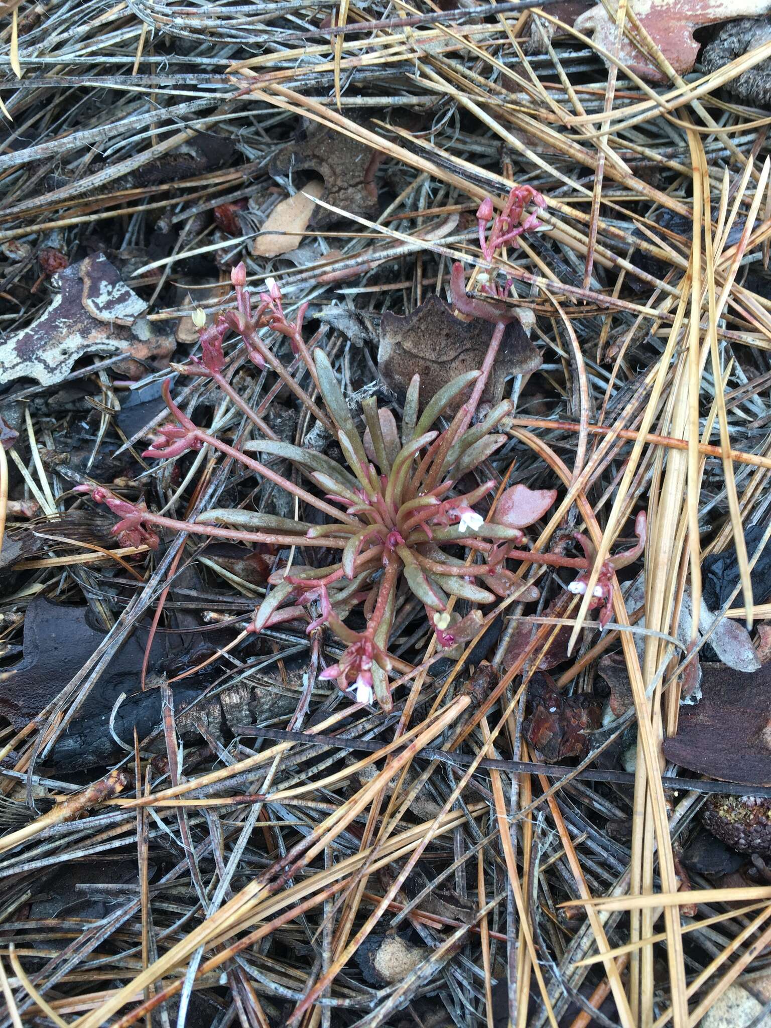 Image of streambank springbeauty