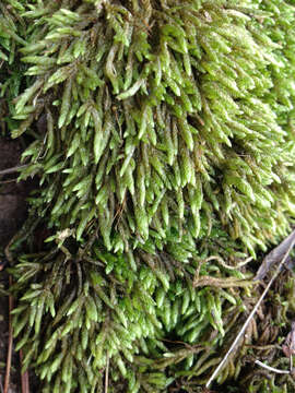 Image of seductive entodon moss