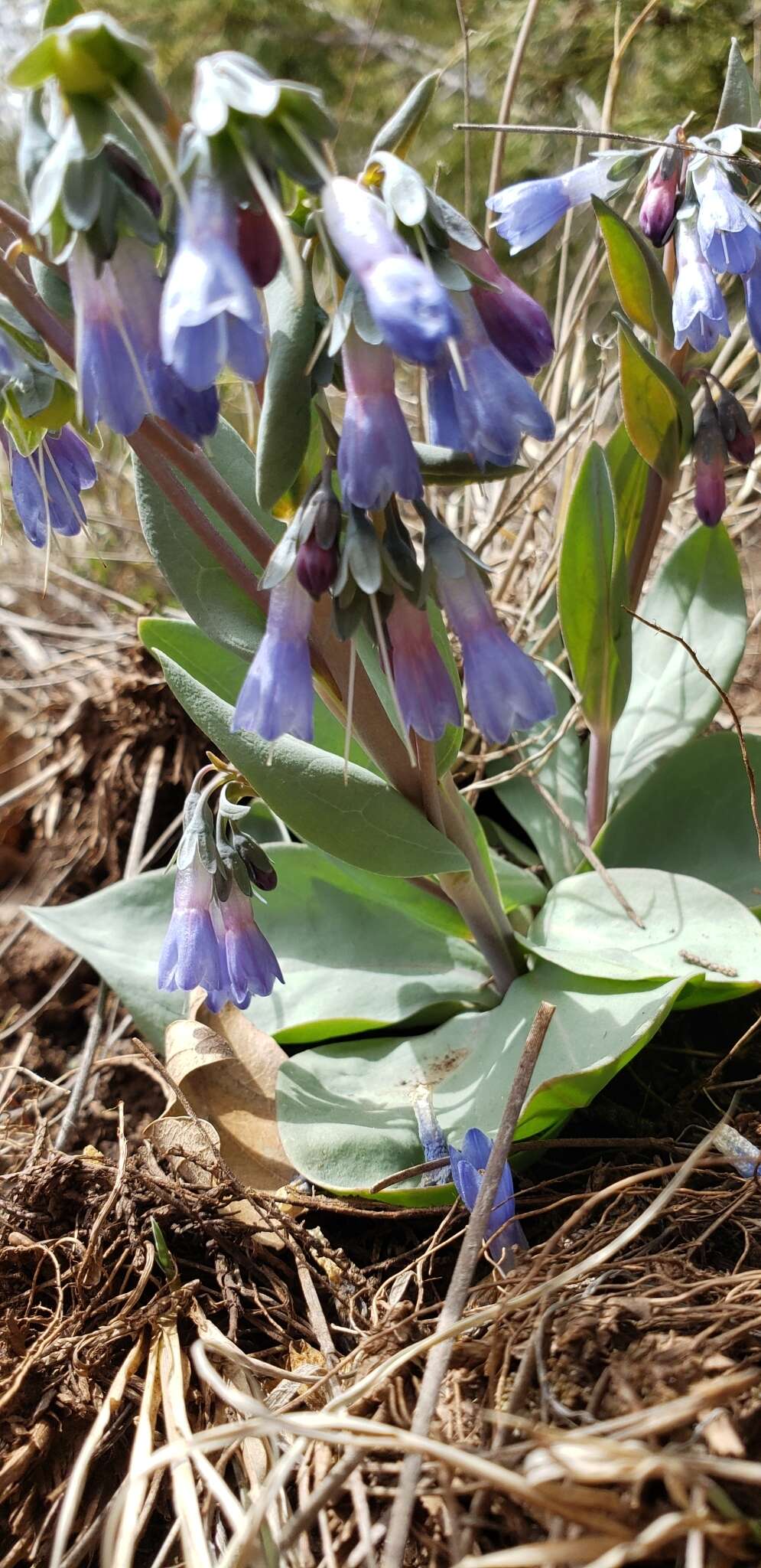 Image of Macdougal's bluebells