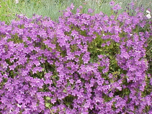 Image of Peach-leaf Bellflower