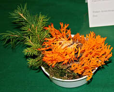 Image of Calocera viscosa (Pers.) Fr. 1821