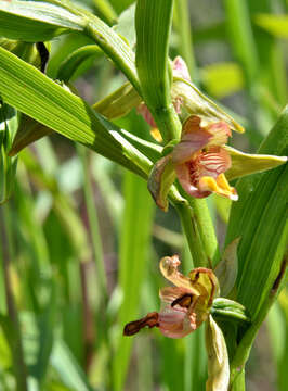 Image of Stream orchid