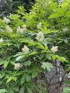 Image of Sambucus racemosa subsp. sieboldiana (Bl. ex Miq.) Hara