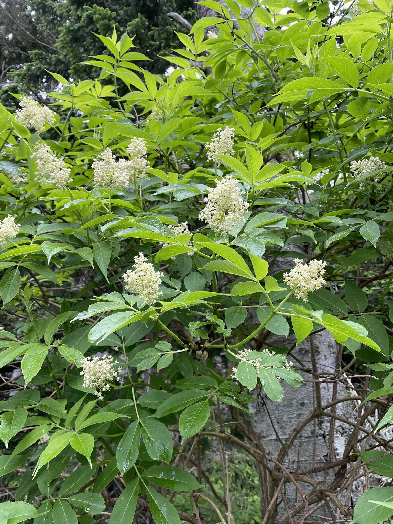 Image of Sambucus racemosa subsp. sieboldiana (Bl. ex Miq.) Hara