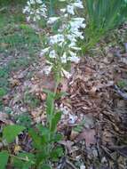 Image of pale beardtongue