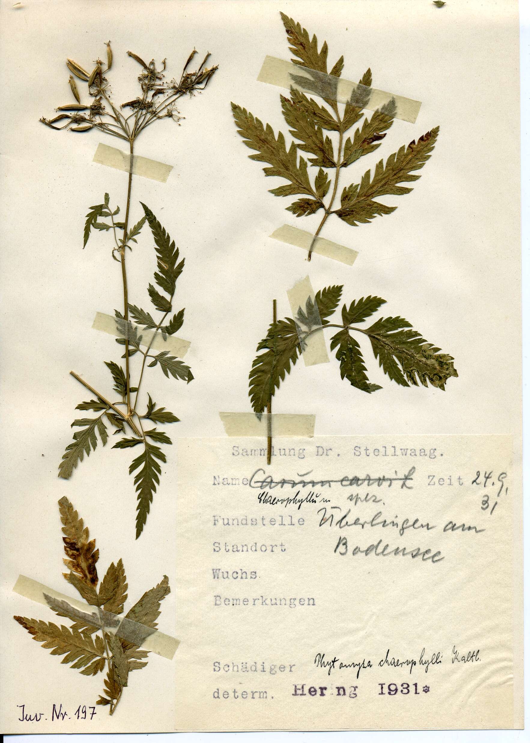 Image of Phytomyza chaerophylli Kaltenbach 1856