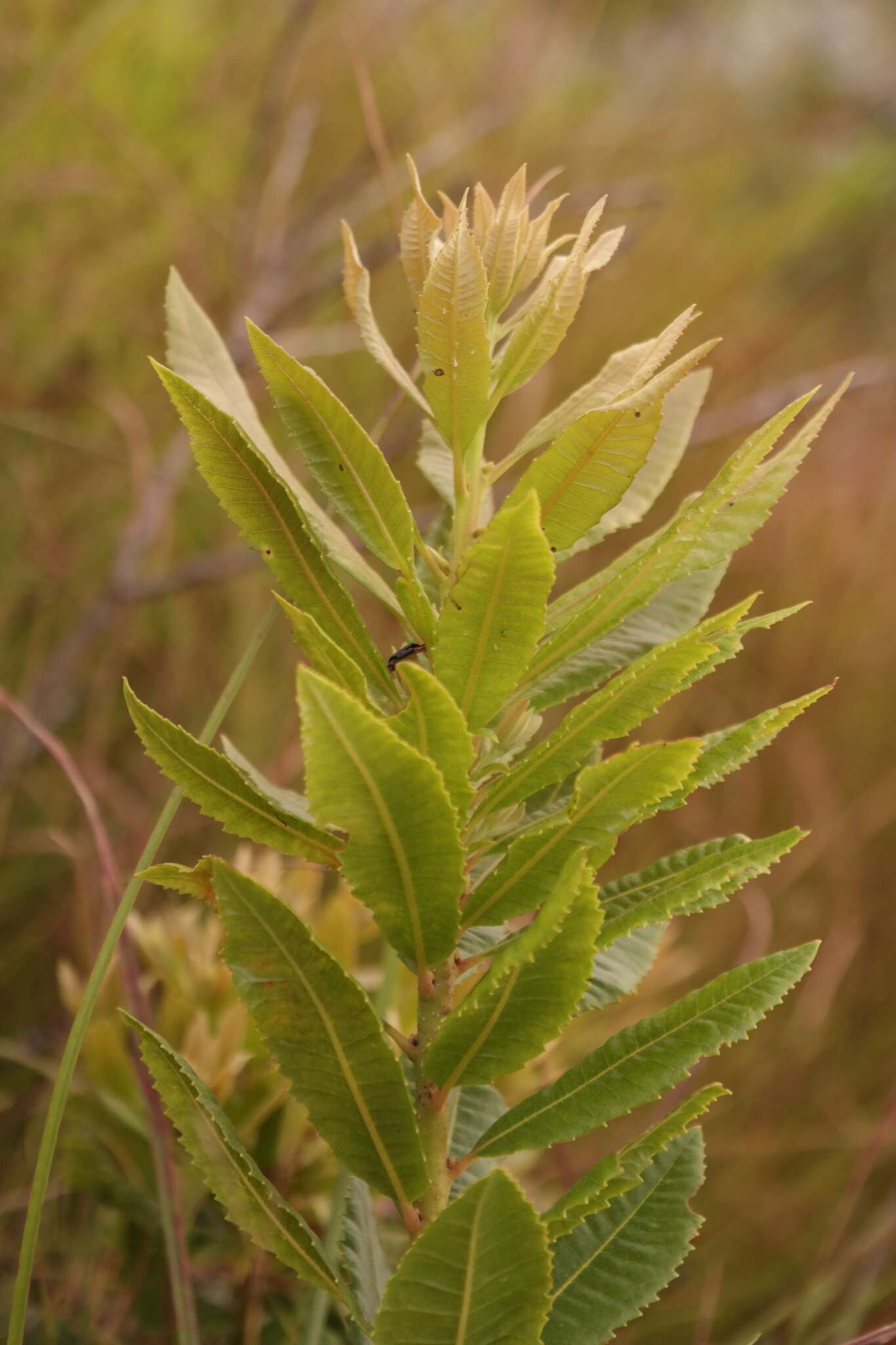 Image of Morella chimanimaniana Verdc. & Polhill