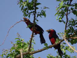 Image of Bearded Barbet