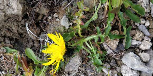 Image of Crepis terglouensis (Hacq.) A. Kerner