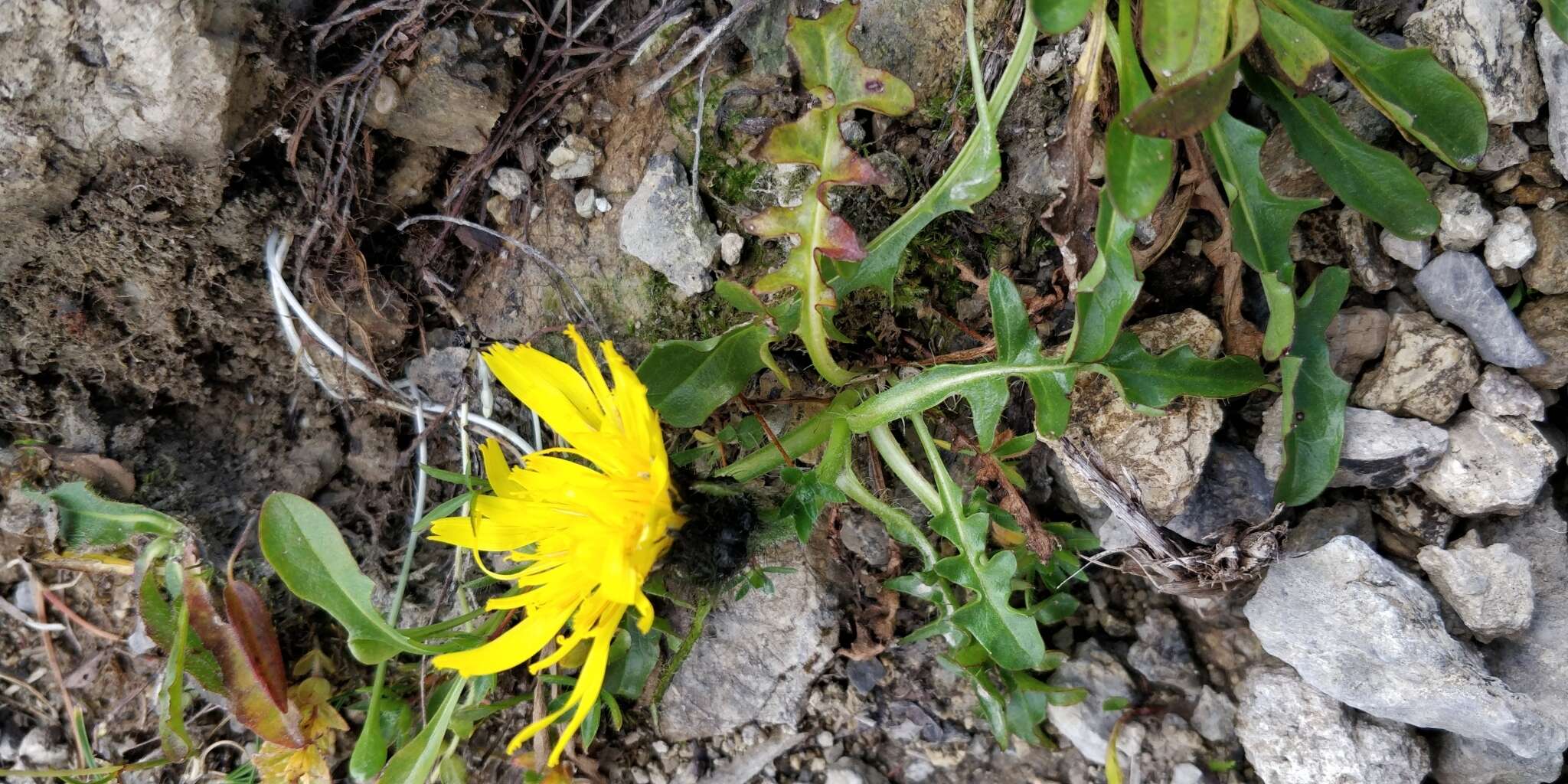 Crepis terglouensis (Hacq.) A. Kerner resmi