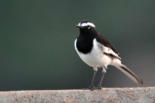 Image of White-browed Wagtail