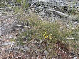 Image of Dillwynia tenuifolia DC.