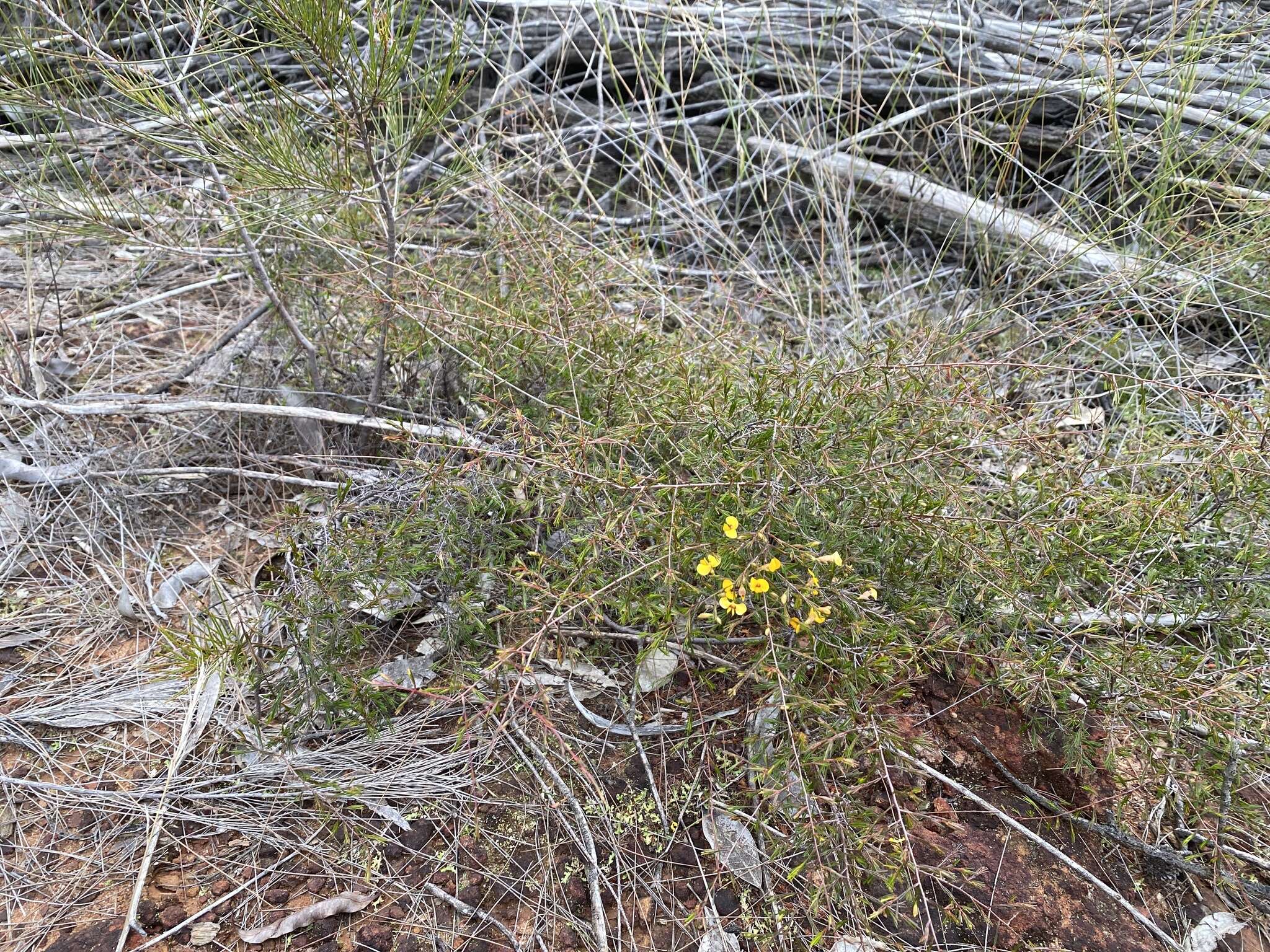 Image of Dillwynia tenuifolia DC.