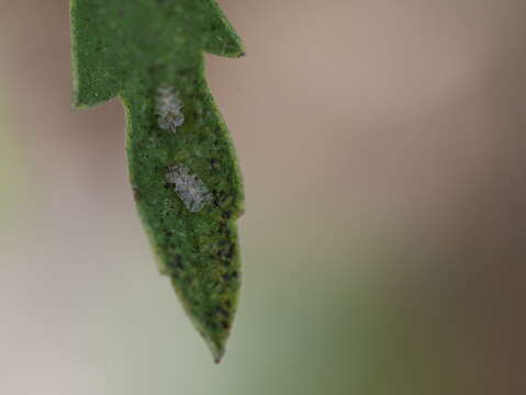 Image of Morrill lace bug