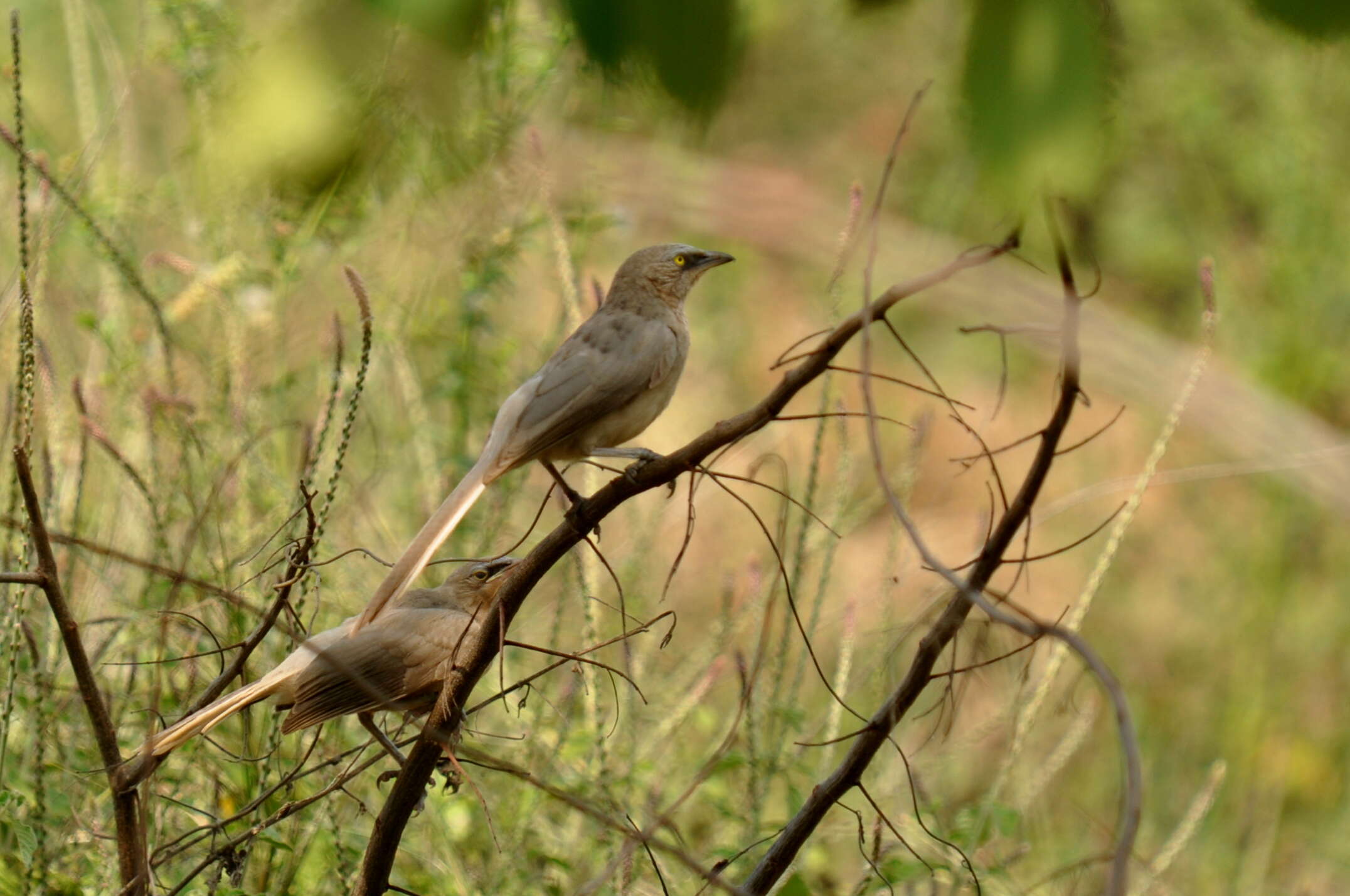 Image of Large Grey Babbler