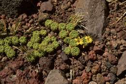 Sivun Oxalis erythrorhiza Gill. kuva