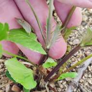 Imagem de Viola acuminata Ledebour