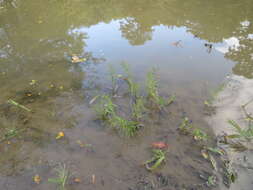 Image of Horse-Tail Crown Grass