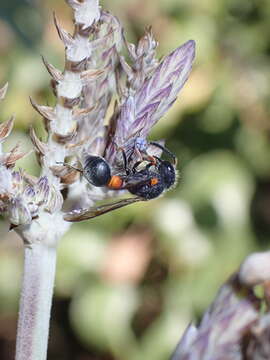 Image de Leptochilus cruentatus (Brullé 1840)