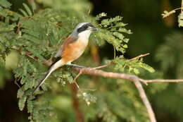 Image of Bay-backed Shrike