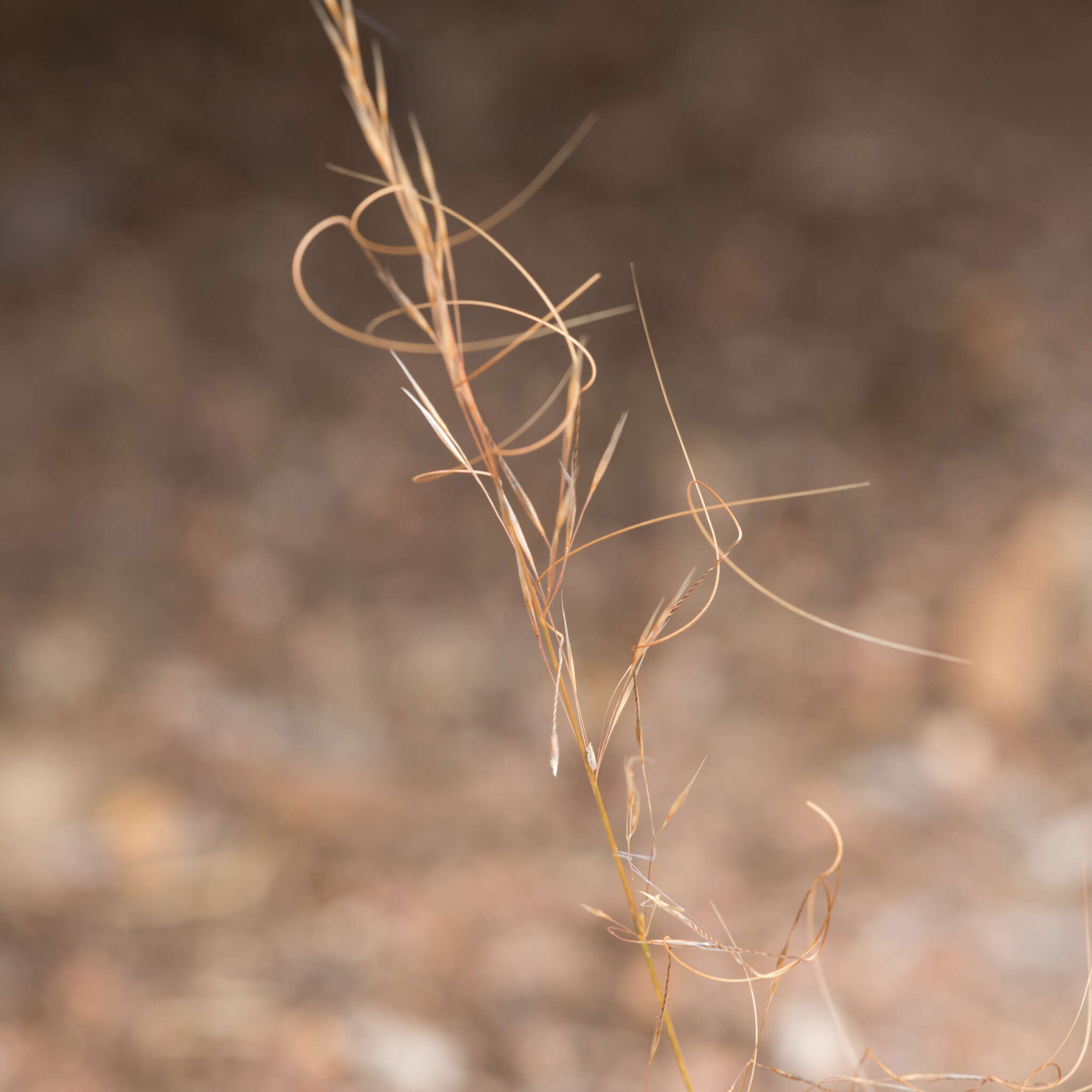 Image of Austrostipa scabra subsp. falcata (Hughes) S. W. L. Jacobs & J. Everett