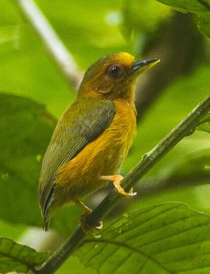 Image of Rufous Piculet