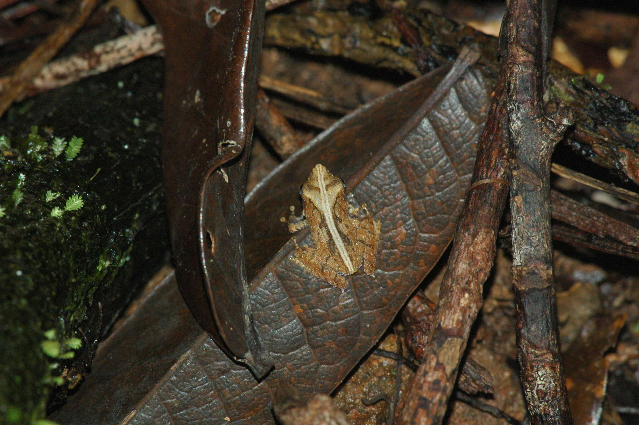 Gephyromantis luteus (Methuen & Hewitt 1913) resmi