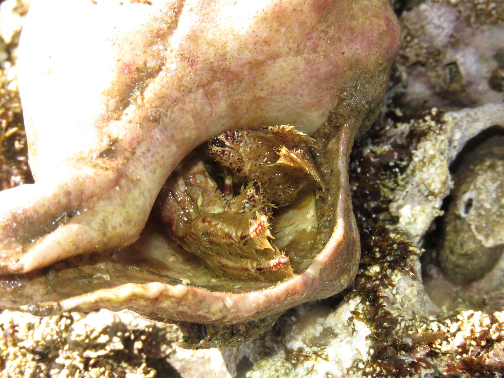 Image of furry hermit crab