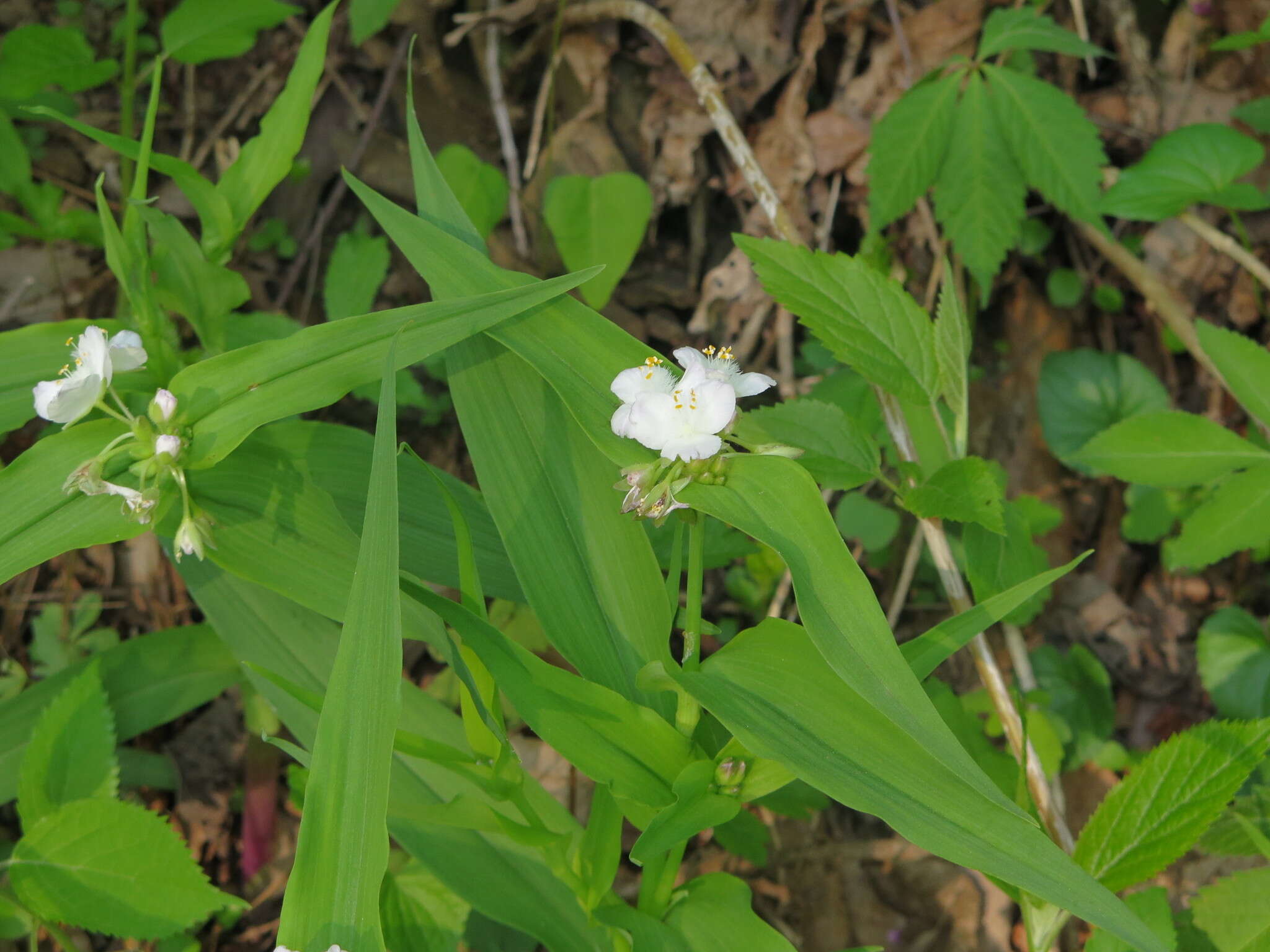 Image of Ozark spiderwort