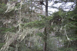 Image of western hemlock