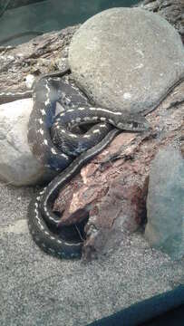 Image of Terrestrial (Wandering) Garter Snake