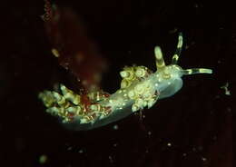 صورة Abronica abronia (MacFarland 1966)