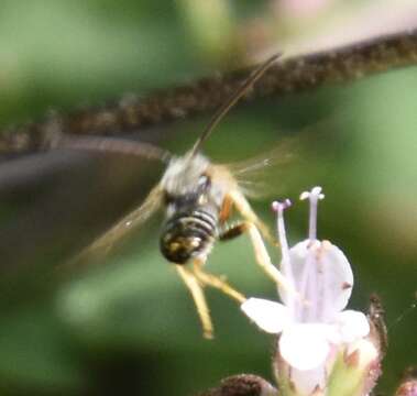 Halictus confusus Smith 1853的圖片