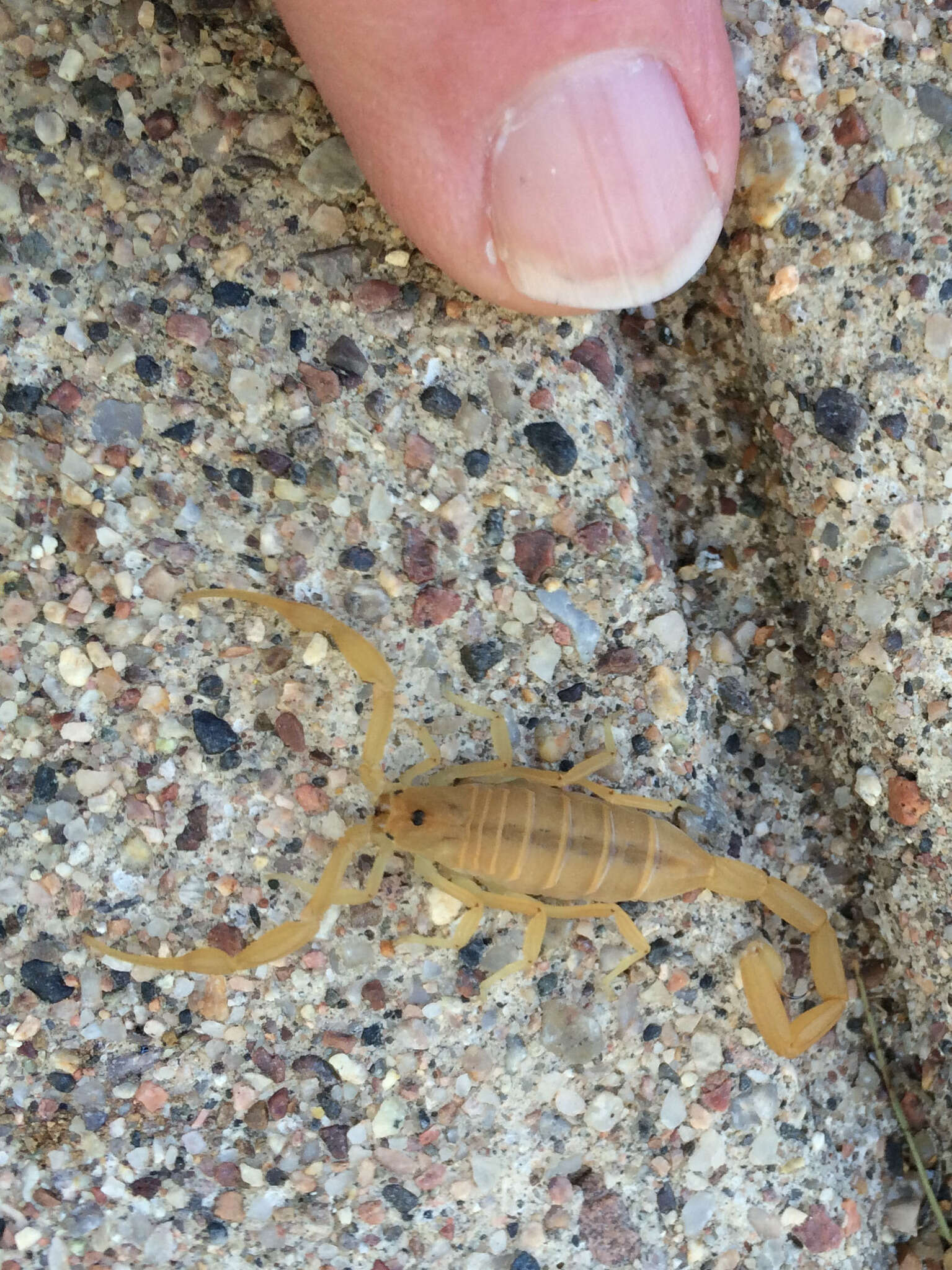 Image of Arizona Bark Scorpion