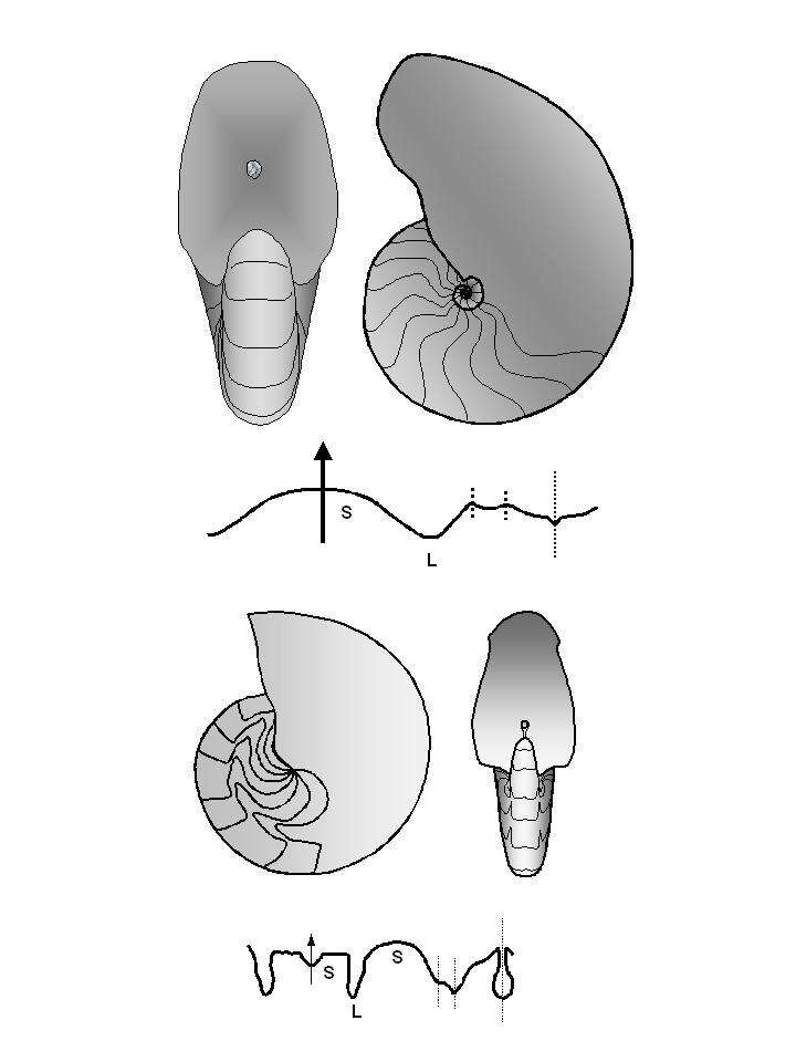 Plancia ëd Nautilida Agassiz 1847